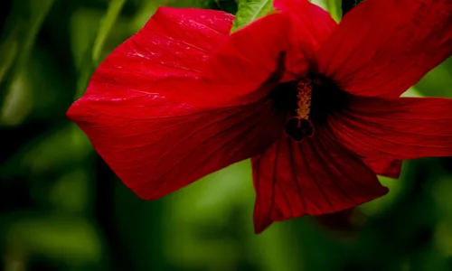 【13545】植物壁纸  2K 高清壁纸2560_1600@青蛙壁纸-笨猫小站