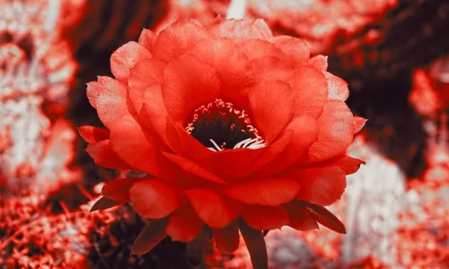 【13548】植物壁纸  2K 高清壁纸2560_1600@青蛙壁纸-笨猫小站