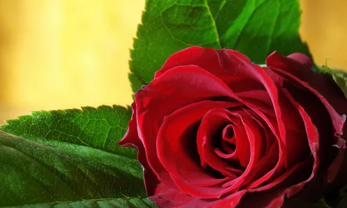 【13549】植物壁纸  2K 高清壁纸2560_1600@青蛙壁纸-笨猫小站