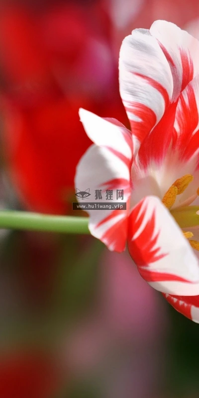 【13550】植物壁纸  2K 高清壁纸2560_1600@青蛙壁纸-笨猫小站