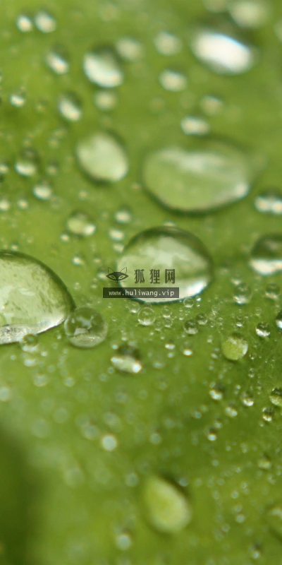 【13551】植物壁纸  2K 高清壁纸2560_1600@青蛙壁纸-笨猫小站