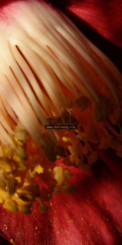 【13552】植物壁纸  2K 高清壁纸2560_1600@青蛙壁纸-笨猫小站