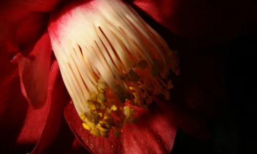 【13552】植物壁纸  2K 高清壁纸2560_1600@青蛙壁纸-笨猫小站