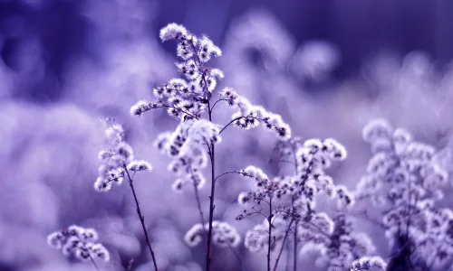【13553】植物壁纸  2K 高清壁纸2560_1600@青蛙壁纸-笨猫小站