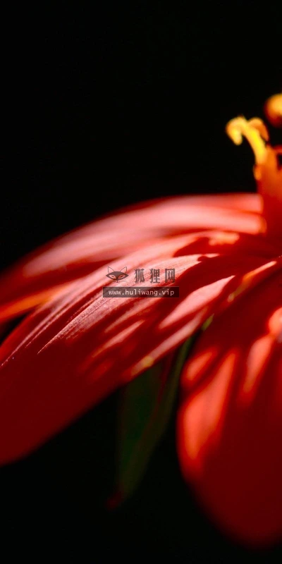 【13554】植物壁纸  2K 高清壁纸2560_1600@青蛙壁纸-笨猫小站