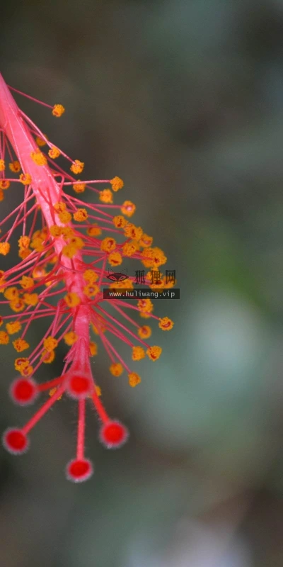 【13555】植物壁纸  2K 高清壁纸2560_1600@青蛙壁纸-笨猫小站