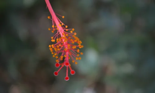 【13555】植物壁纸  2K 高清壁纸2560_1600@青蛙壁纸-笨猫小站