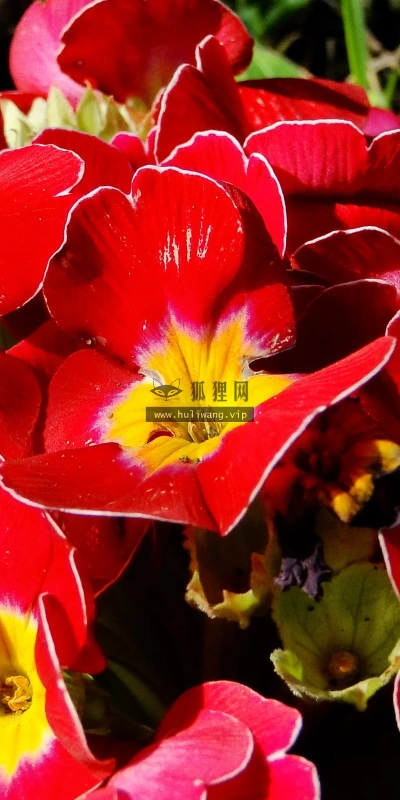 【13558】植物壁纸  2K 高清壁纸2560_1600@青蛙壁纸-笨猫小站