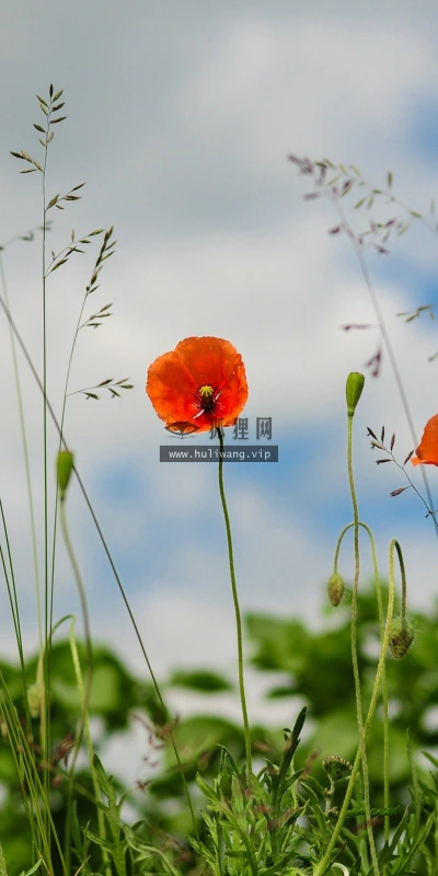 【13560】植物壁纸  2K 高清壁纸2560_1600@青蛙壁纸-笨猫小站