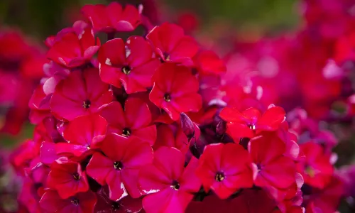 【13561】植物壁纸  2K 高清壁纸2560_1600@青蛙壁纸-笨猫小站