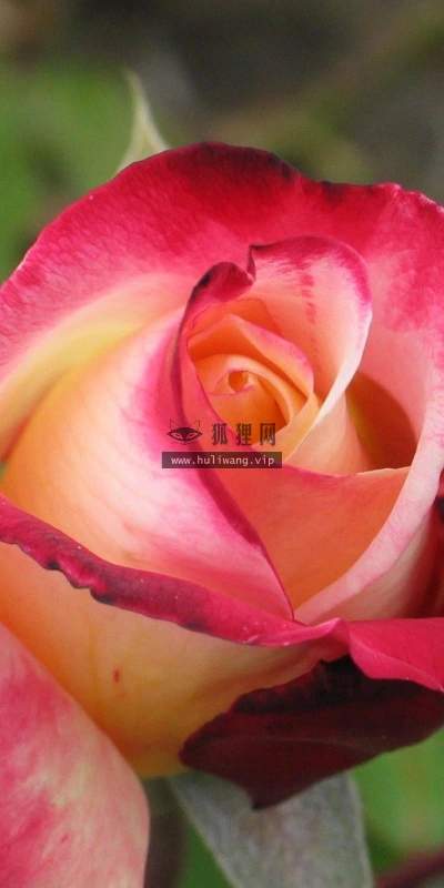 【13563】植物壁纸  2K 高清壁纸2560_1600@青蛙壁纸-笨猫小站