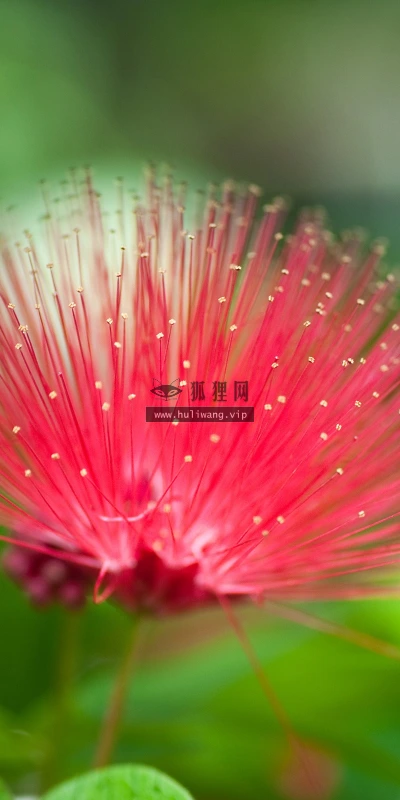 【13564】植物壁纸  2K 高清壁纸2560_1600@青蛙壁纸-笨猫小站
