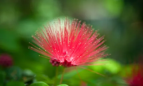 【13564】植物壁纸  2K 高清壁纸2560_1600@青蛙壁纸-笨猫小站