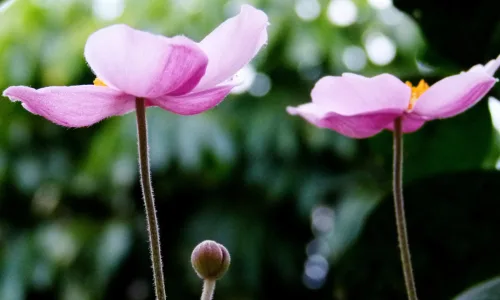 【13565】植物壁纸  2K 高清壁纸2560_1600@青蛙壁纸-笨猫小站