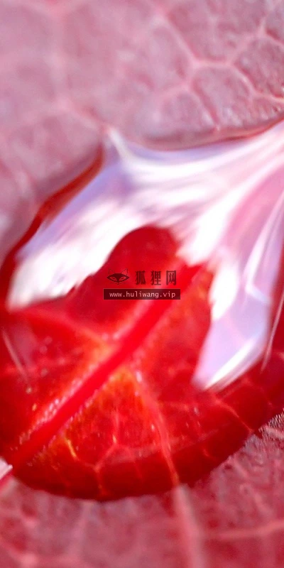 【13566】植物壁纸  2K 高清壁纸2560_1600@青蛙壁纸-笨猫小站