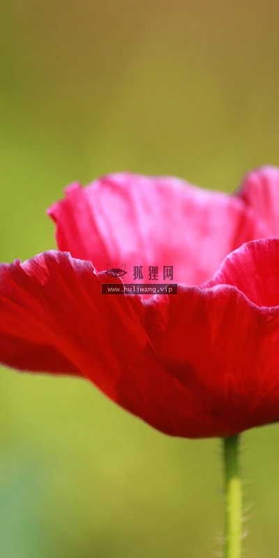 【13567】植物壁纸  2K 高清壁纸2560_1600@青蛙壁纸-笨猫小站