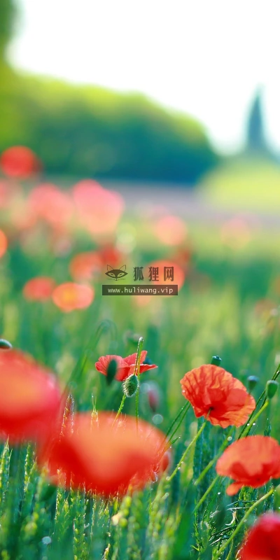 【13571】植物壁纸  2K 高清壁纸2560_1600@青蛙壁纸-笨猫小站
