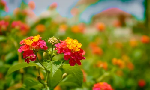 【13573】植物壁纸  2K 高清壁纸2560_1600@青蛙壁纸-笨猫小站