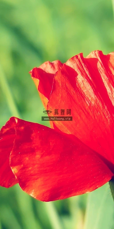 【13574】植物壁纸  2K 高清壁纸2560_1600@青蛙壁纸-笨猫小站