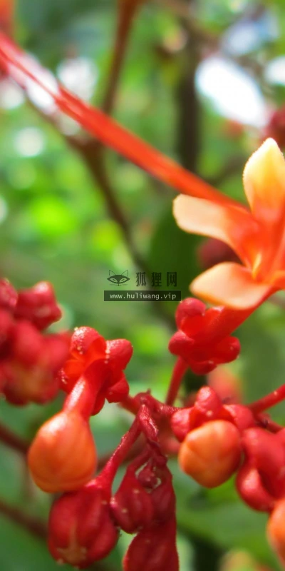 【13575】植物壁纸  2K 高清壁纸2560_1600@青蛙壁纸-笨猫小站