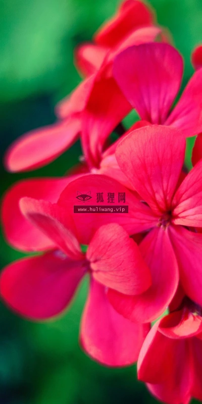 【13576】植物壁纸  2K 高清壁纸2560_1600@青蛙壁纸-笨猫小站