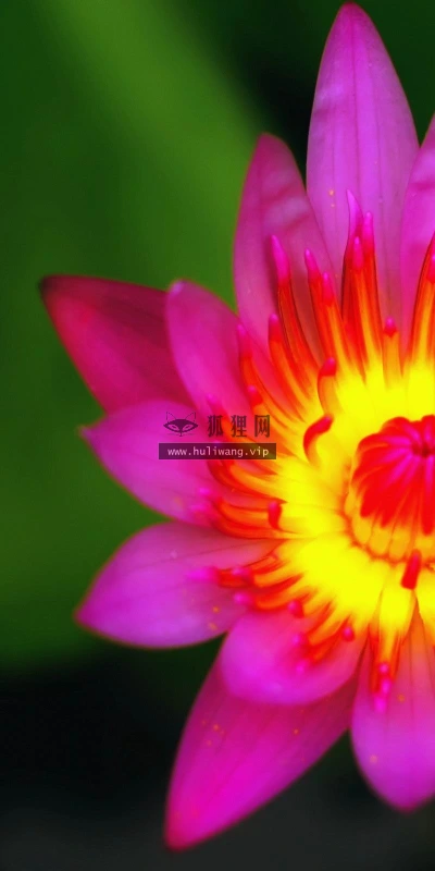 【13578】植物壁纸  2K 高清壁纸2560_1600@青蛙壁纸-笨猫小站