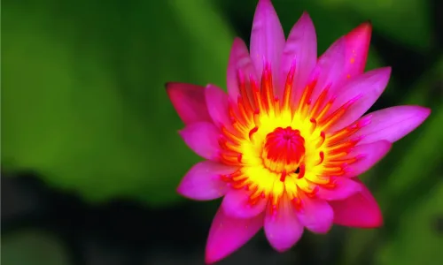 【13578】植物壁纸  2K 高清壁纸2560_1600@青蛙壁纸-笨猫小站