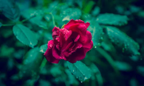 【13579】植物壁纸  2K 高清壁纸2560_1600@青蛙壁纸-笨猫小站