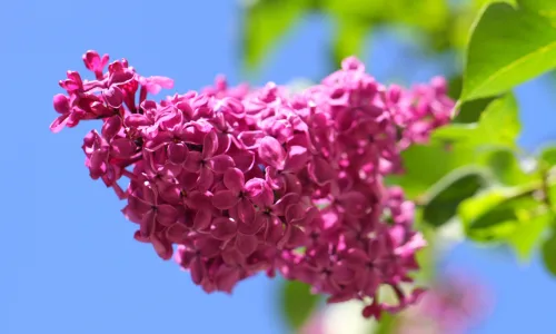 【13581】植物壁纸  2K 高清壁纸2560_1600@青蛙壁纸-笨猫小站