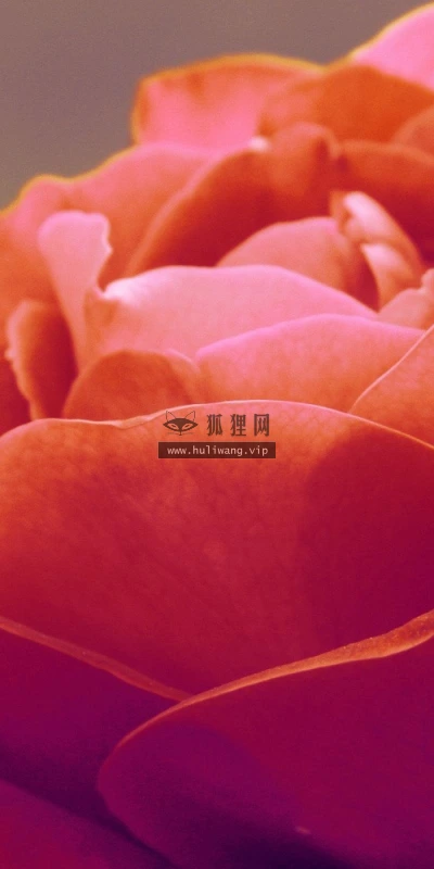 【13583】植物壁纸  2K 高清壁纸2560_1600@青蛙壁纸-笨猫小站