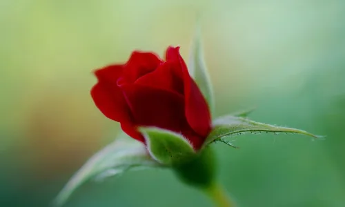 【13584】植物壁纸  2K 高清壁纸2560_1600@青蛙壁纸-笨猫小站