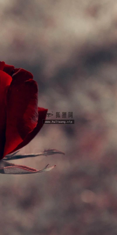 【13585】植物壁纸  2K 高清壁纸2560_1600@青蛙壁纸-笨猫小站