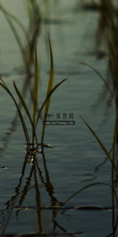 【13587】植物壁纸  2K 高清壁纸2560_1600@青蛙壁纸-笨猫小站