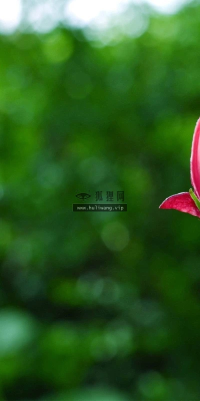 【13591】植物壁纸  2K 高清壁纸2560_1600@青蛙壁纸-笨猫小站