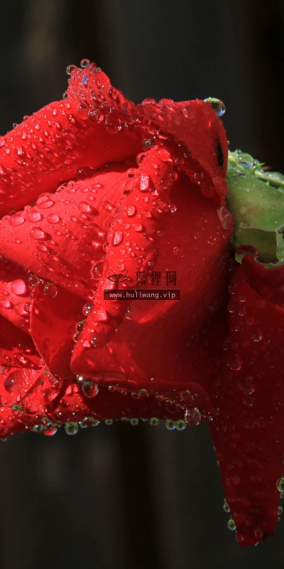 【13593】植物壁纸  2K 高清壁纸2560_1600@青蛙壁纸-笨猫小站
