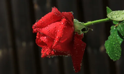 【13593】植物壁纸  2K 高清壁纸2560_1600@青蛙壁纸-笨猫小站