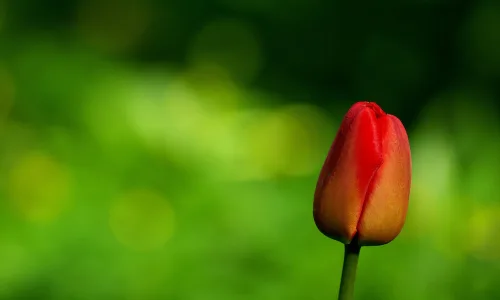 【13594】植物壁纸  2K 高清壁纸2560_1600@青蛙壁纸-笨猫小站