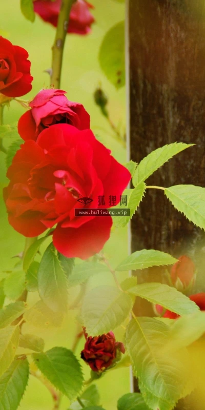 【13595】植物壁纸  2K 高清壁纸2560_1600@青蛙壁纸-笨猫小站