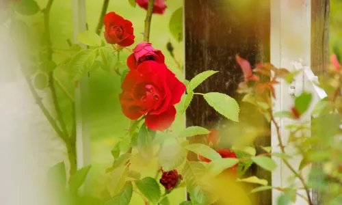 【13595】植物壁纸  2K 高清壁纸2560_1600@青蛙壁纸-笨猫小站
