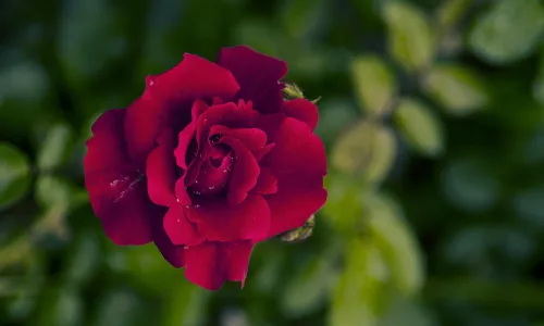 【13597】植物壁纸  2K 高清壁纸2560_1600@青蛙壁纸-笨猫小站