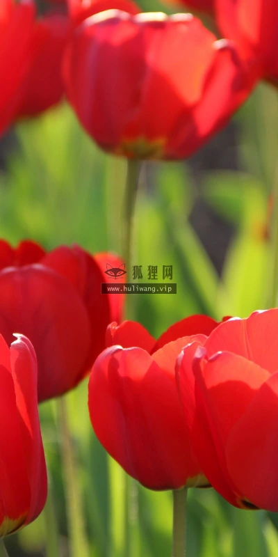 【13598】植物壁纸  2K 高清壁纸2560_1600@青蛙壁纸-笨猫小站