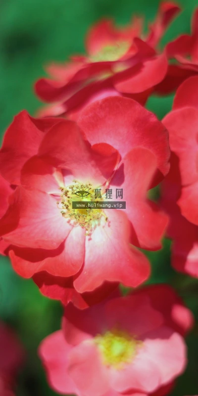 【13599】植物壁纸  2K 高清壁纸2560_1600@青蛙壁纸-笨猫小站