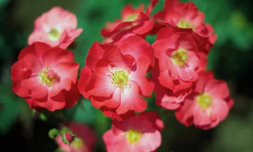 【13599】植物壁纸  2K 高清壁纸2560_1600@青蛙壁纸-笨猫小站