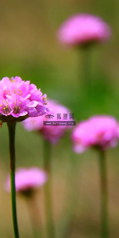 【13601】植物壁纸  2K 高清壁纸2560_1600@青蛙壁纸-笨猫小站