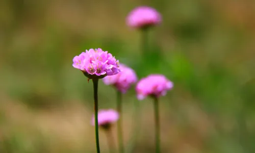 【13601】植物壁纸  2K 高清壁纸2560_1600@青蛙壁纸-笨猫小站