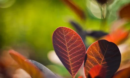 【13602】植物壁纸  2K 高清壁纸2560_1600@青蛙壁纸-笨猫小站