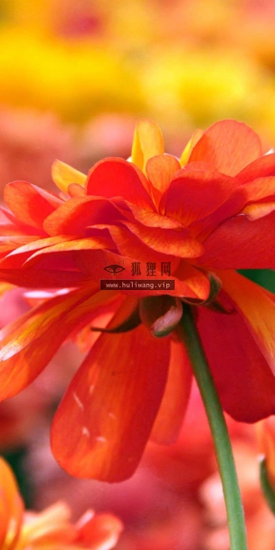 【13605】植物壁纸  2K 高清壁纸2560_1600@青蛙壁纸-笨猫小站