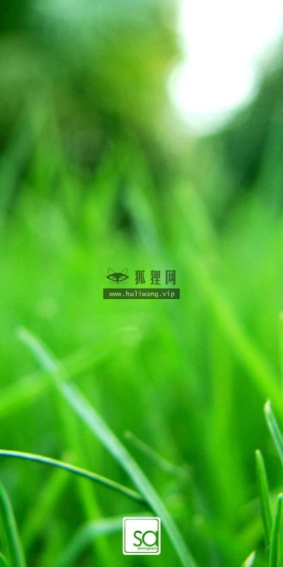 【13606】植物壁纸  2K 高清壁纸2560_1600@青蛙壁纸-笨猫小站