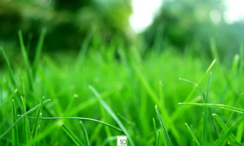 【13606】植物壁纸  2K 高清壁纸2560_1600@青蛙壁纸-笨猫小站