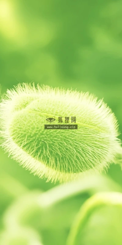 【13608】植物壁纸  2K 高清壁纸2560_1600@青蛙壁纸-笨猫小站